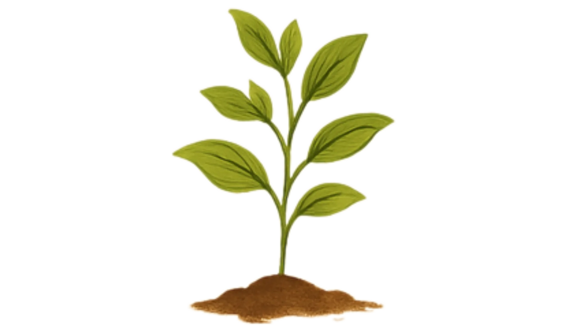 Seed Level