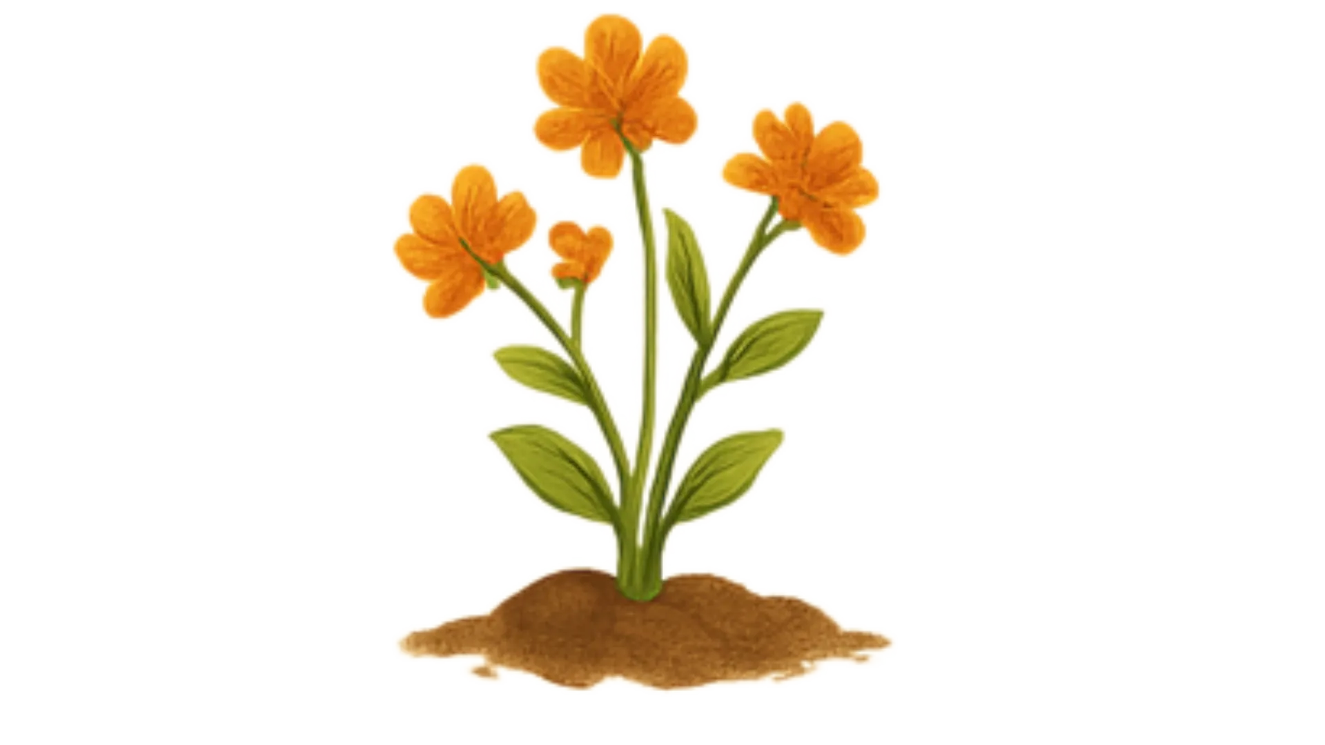 Seed Level