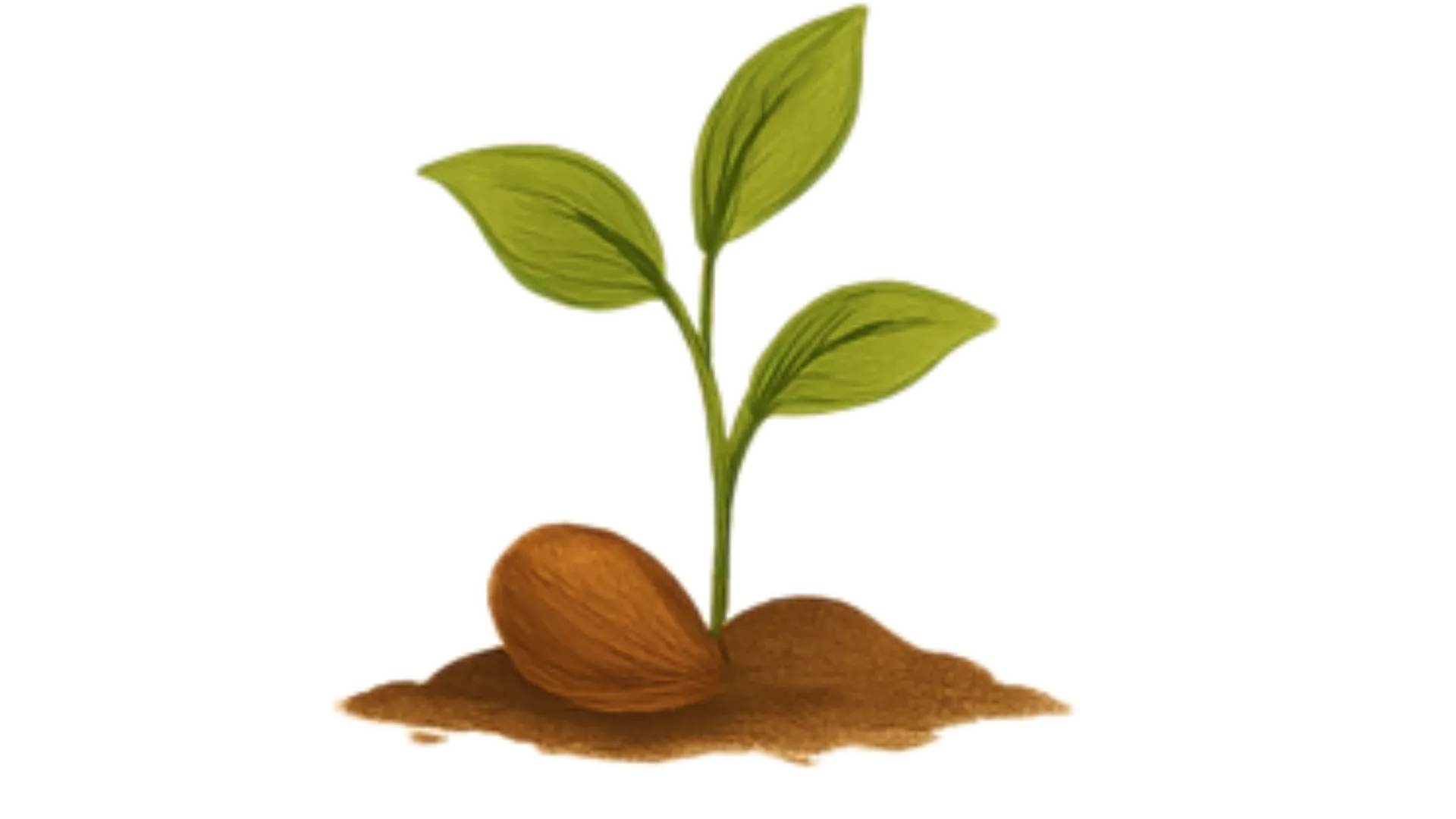 Seed Level